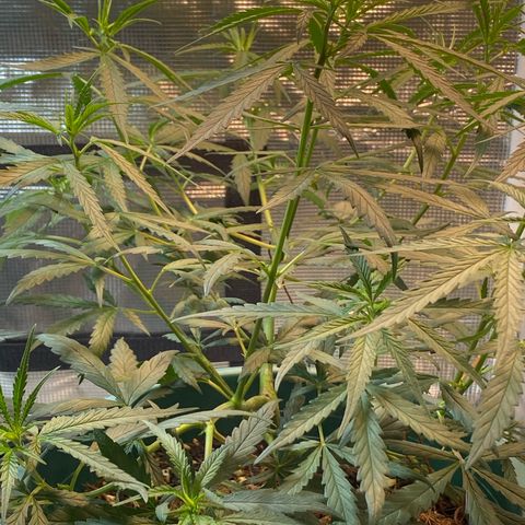 DankBerry  growlog timeline photo