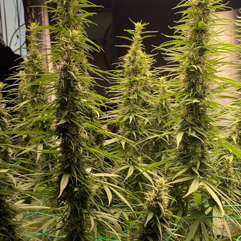 DankBerry  growlog timeline photo