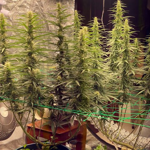 DankBerry  growlog timeline photo
