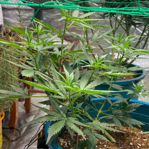 DankBerry  growlog timeline photo