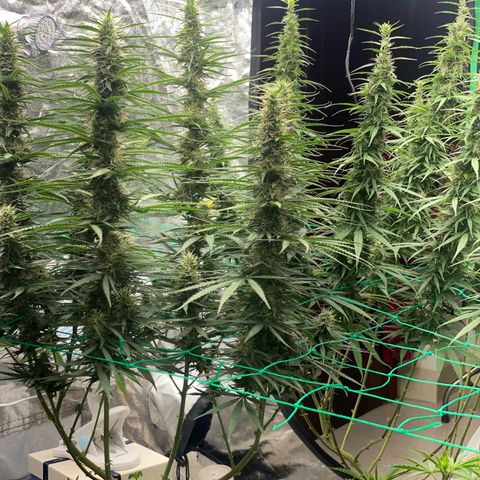 DankBerry  growlog timeline photo