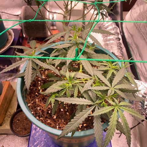 DankBerry  growlog timeline photo