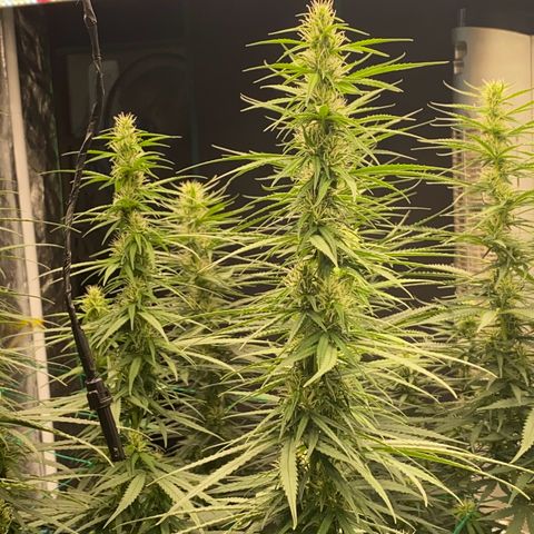 DankBerry  growlog photo: pha Dense 1g/1l