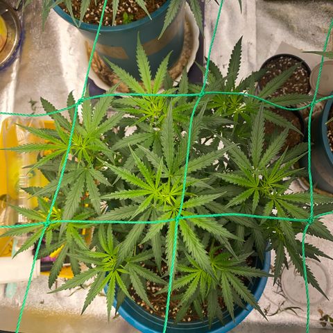 DankBerry  growlog timeline photo