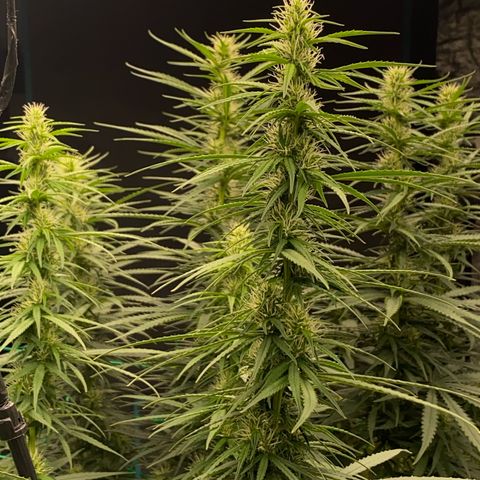 DankBerry  growlog timeline photo