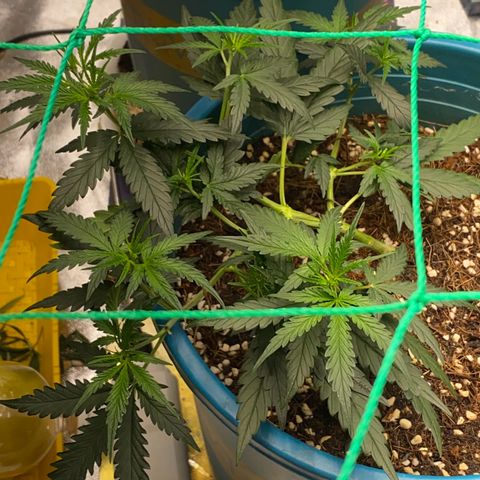 DankBerry  growlog timeline photo