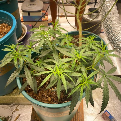 DankBerry  growlog timeline photo