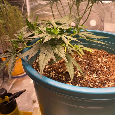 DankBerry  growlog timeline photo