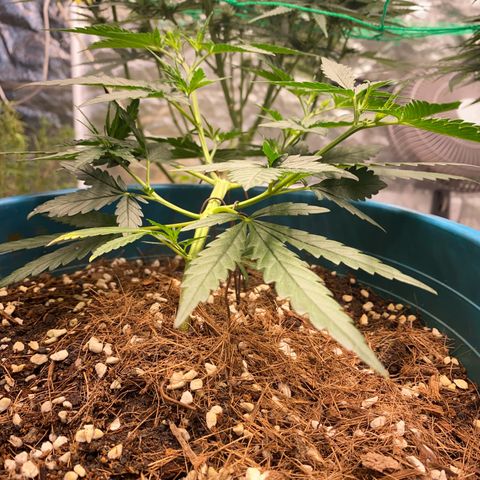 DankBerry  growlog timeline photo