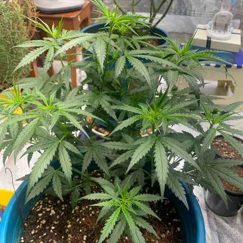 DankBerry  growlog timeline photo