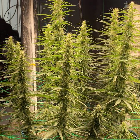 DankBerry  growlog timeline photo