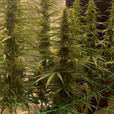 DankBerry  growlog timeline photo