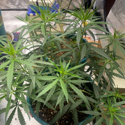 DankBerry  growlog timeline photo