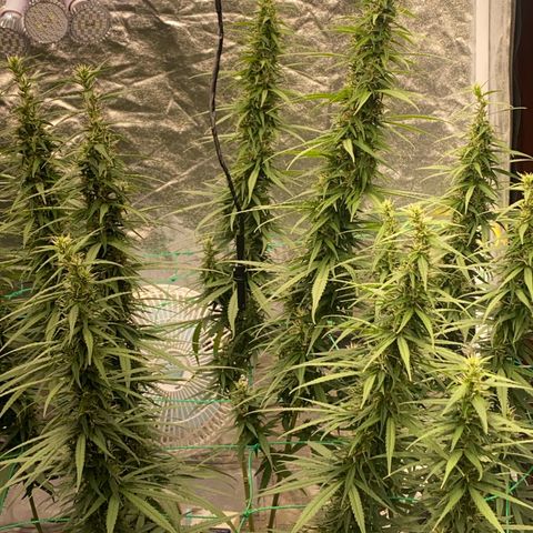 DankBerry  growlog timeline photo