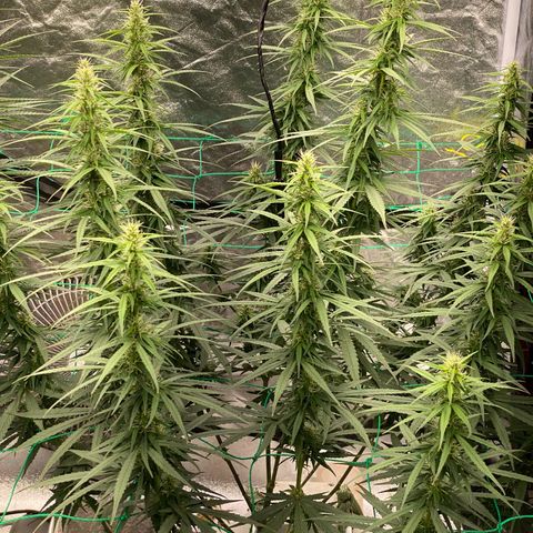 DankBerry  growlog timeline photo