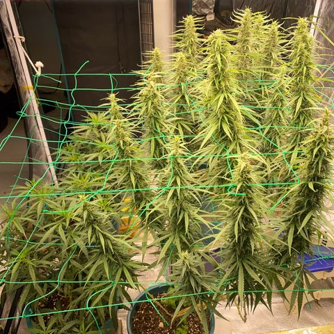DankBerry  growlog timeline photo