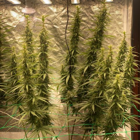DankBerry  growlog timeline photo