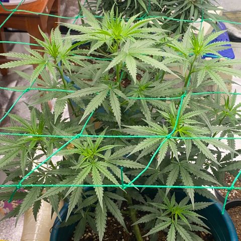 DankBerry  growlog timeline photo