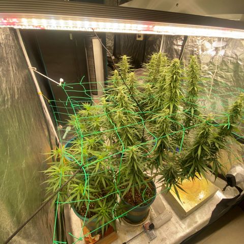 DankBerry  growlog timeline photo