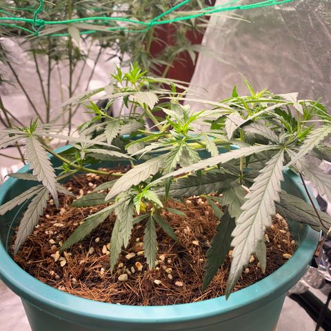 DankBerry  growlog timeline photo