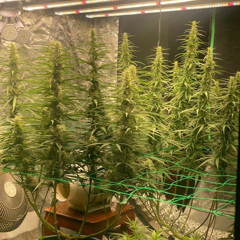 DankBerry  growlog timeline photo