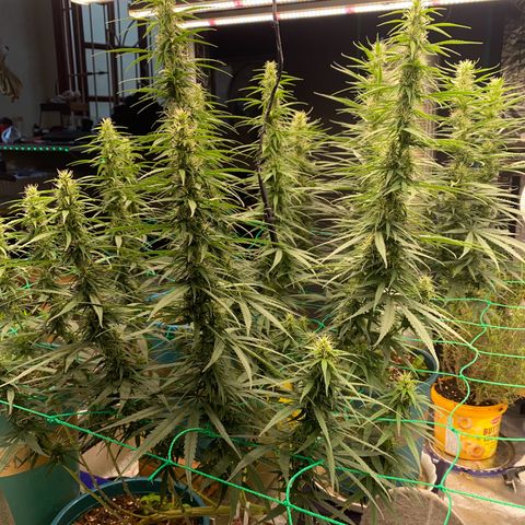 DankBerry  growlog timeline photo
