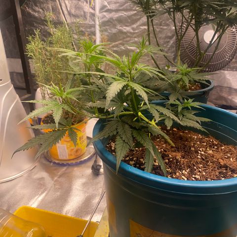 DankBerry  growlog timeline photo