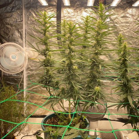DankBerry  growlog photo: pha Dense 1g/1l
