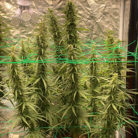 DankBerry  growlog timeline photo