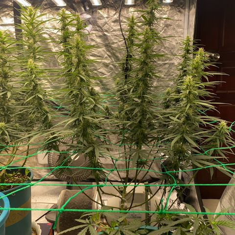 DankBerry  growlog photo: pha Dense 1g/1l
