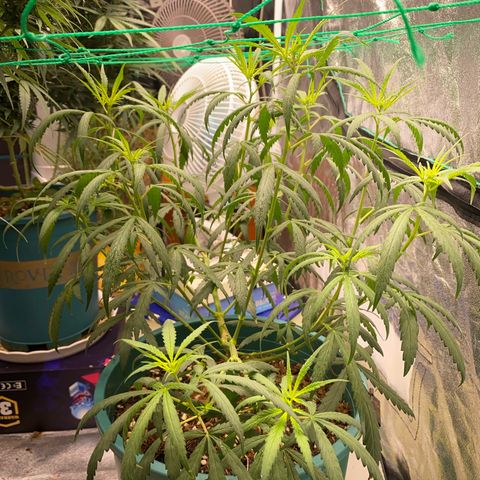 DankBerry  growlog timeline photo