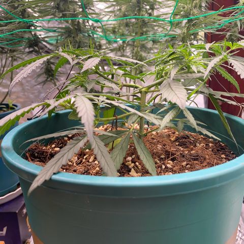 DankBerry  growlog timeline photo