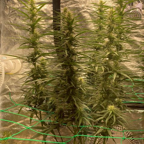 DankBerry  growlog timeline photo