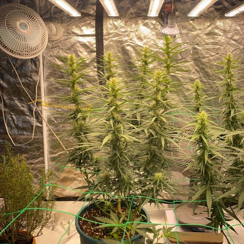 DankBerry  growlog timeline photo
