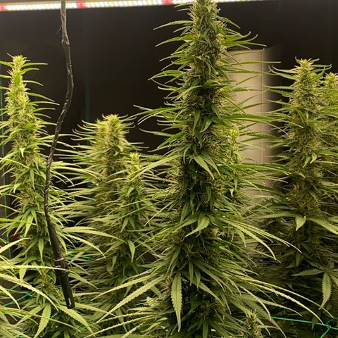 DankBerry  growlog timeline photo