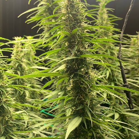 DankBerry  growlog timeline photo