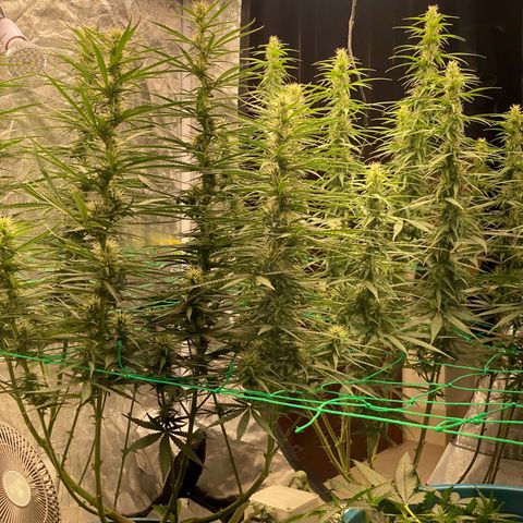 DankBerry  growlog photo: pha Dense 1g/1l