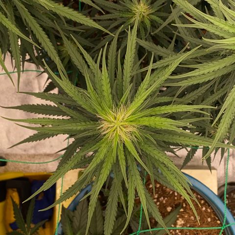 DankBerry  growlog timeline photo