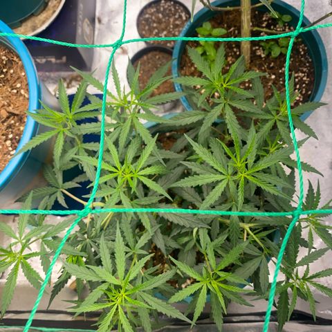 DankBerry  growlog timeline photo