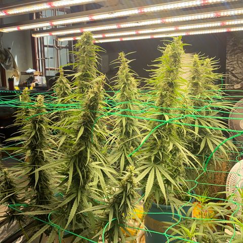 DankBerry  growlog timeline photo