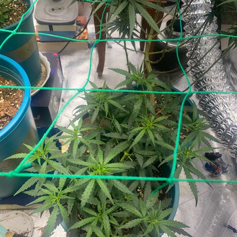 DankBerry  growlog timeline photo