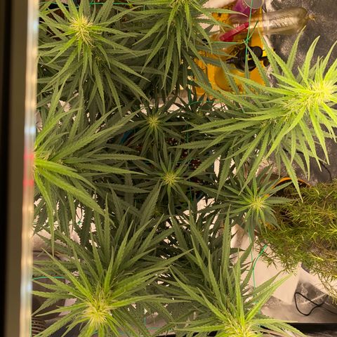 DankBerry  growlog timeline photo