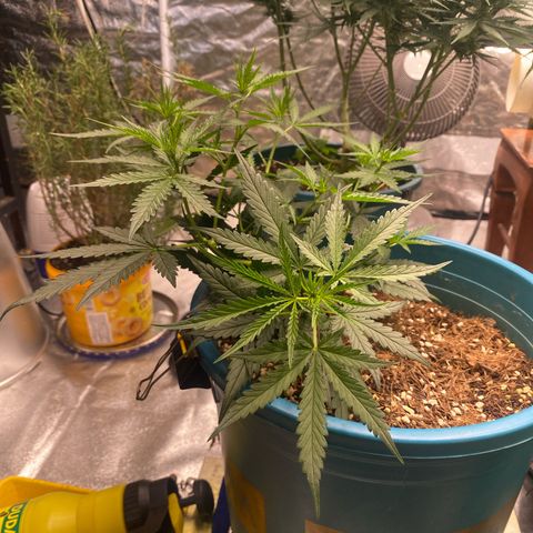 DankBerry  growlog timeline photo