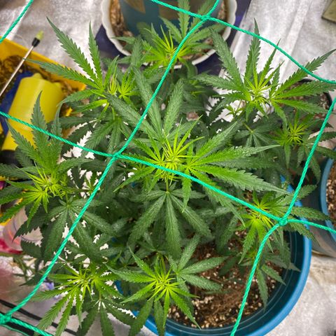 DankBerry  growlog timeline photo