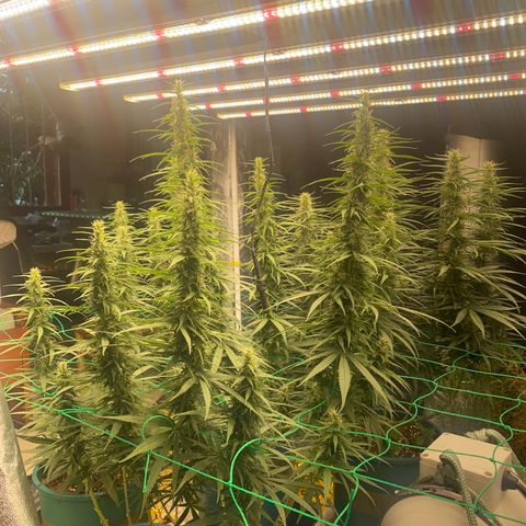 DankBerry  growlog timeline photo