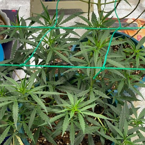 DankBerry  growlog timeline photo