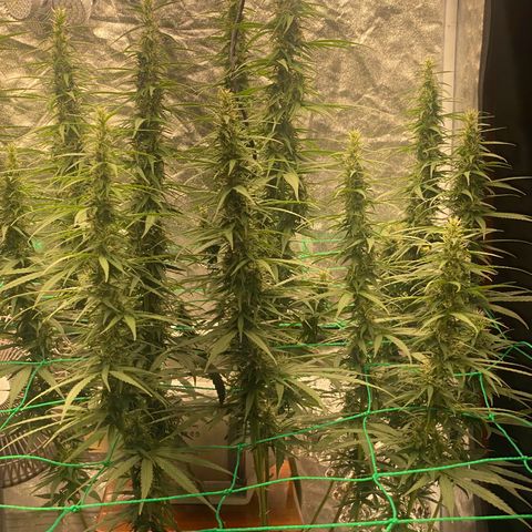 DankBerry  growlog timeline photo