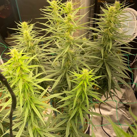 DankBerry  growlog photo: pha Dense 1g/1l