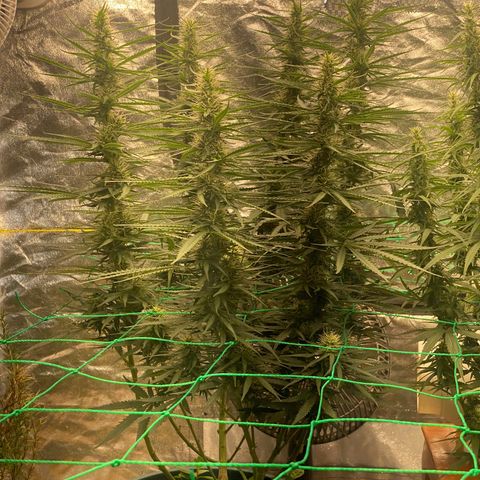 DankBerry  growlog timeline photo
