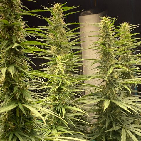 DankBerry  growlog timeline photo